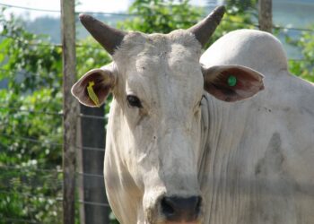 Fábricas de subprodutos de origem animal não comestíveis em Santa Catarina precisarão realizar o cadastro na Cidasc