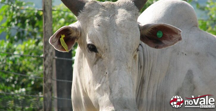 Fábricas de subprodutos de origem animal não comestíveis em Santa Catarina precisarão realizar o cadastro na Cidasc