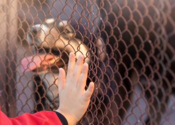 Projeto Arca Animal promove bazar para arrecadar fundos e ajudar animais em situação de vulnerabilidade