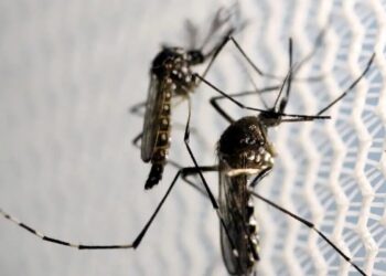 Estratégia de combate ao Aedes com larvicida vira política nacional