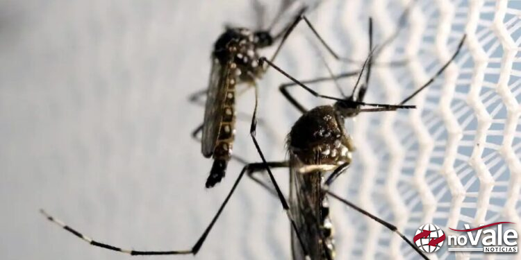 Estratégia de combate ao Aedes com larvicida vira política nacional