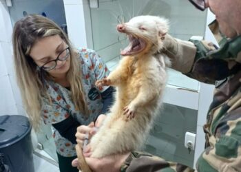 Gambá de orelha branca albino é resgatado em no município de Água Doce