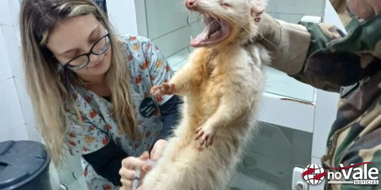 Gambá de orelha branca albino é resgatado em no município de Água Doce