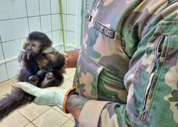 Macaco-prego é resgatado no interior de Ibicaré após sofrer ferimentos