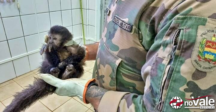 Macaco-prego é resgatado no interior de Ibicaré após sofrer ferimentos
