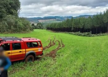 Mulher sai para colher pinhão, cai de ribanceira e bate com cabeça em pedra em SC