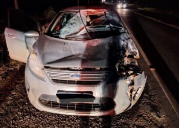 Colisão resulta na morte de bovino na SC-465 em Treze Tílias