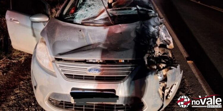 Colisão resulta na morte de bovino na SC-465 em Treze Tílias