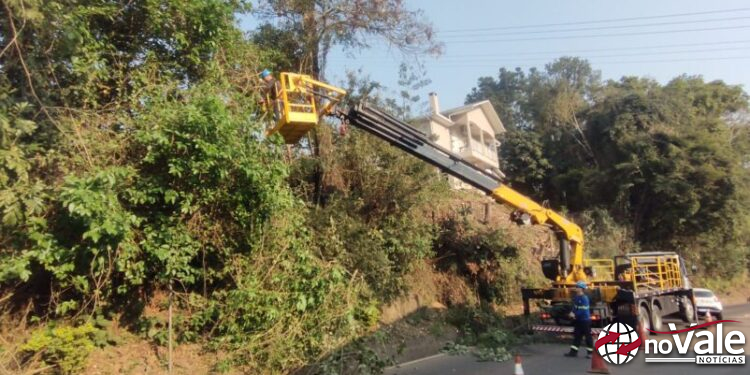 Defesa Civil de Capinzal inicia remoção de árvores em áreas de risco