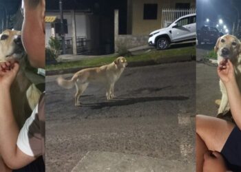 Polícia é acionada para atender ocorrência de atropelamento de cachorra no Loteamento Parizotto