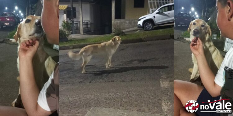 Polícia é acionada para atender ocorrência de atropelamento de cachorra no Loteamento Parizotto