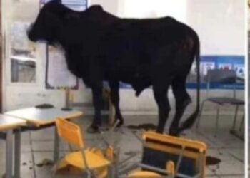 Boi invade sala de aula e deixa crianças feridas em escola de Minas Gerais