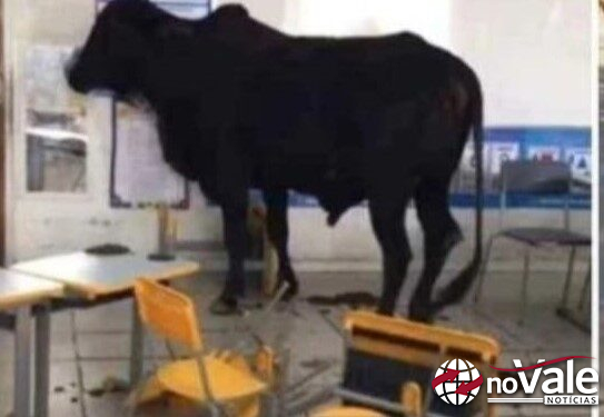 Boi invade sala de aula e deixa crianças feridas em escola de Minas Gerais