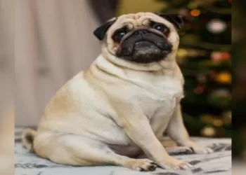 Homem terá que pagar pensão alimentícia para cachorro após separar da esposa