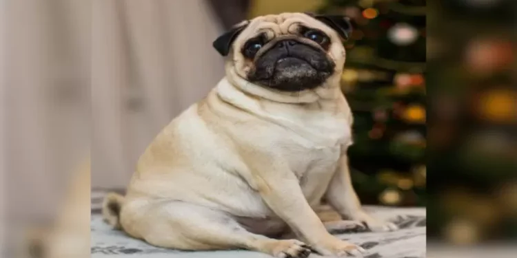 Homem terá que pagar pensão alimentícia para cachorro após separar da esposa