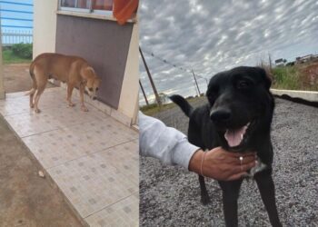 Sete cães desaparecem no Loteamento Nova Zortéa, em Zortéa