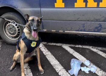 Cadela da PRF encontra cocaína escondida em carro na BR-163 em Guaraciaba