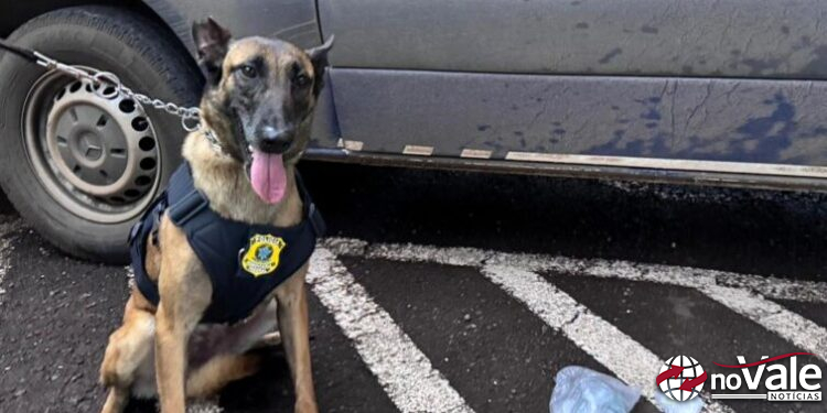 Cadela da PRF encontra cocaína escondida em carro na BR-163 em Guaraciaba