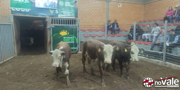 Mais de R$ 730 mil movimentados no 56º Leilão de Gado Geral de Capinzal