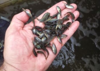 Epagri de Capinzal e Ouro realiza campanha de compra conjunta de Alevinos