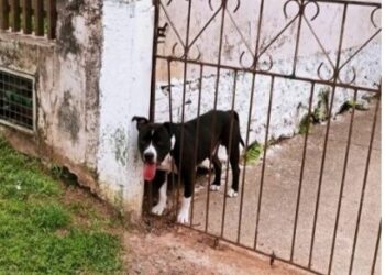 Cachorro caramelo impede ataque de pitbull contra crianças em escola
