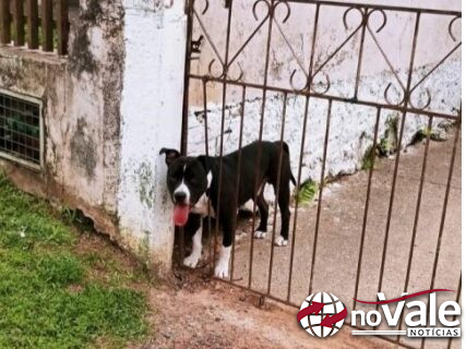 Cachorro caramelo impede ataque de pitbull contra crianças em escola
