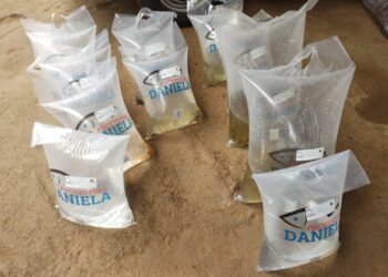 Secretarias de agricultura de Ouro e Capinzal e Epagri realizam entrega de Alevinos