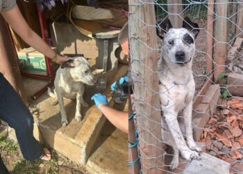 Suposto caso de zoofilia é investigado em Zortéa