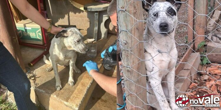 Suposto caso de zoofilia é investigado em Zortéa