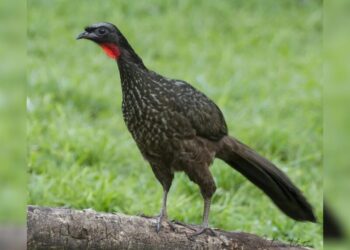 Café raro extraído das fezes do jacu ultrapassa os R$ 30 mil por saca