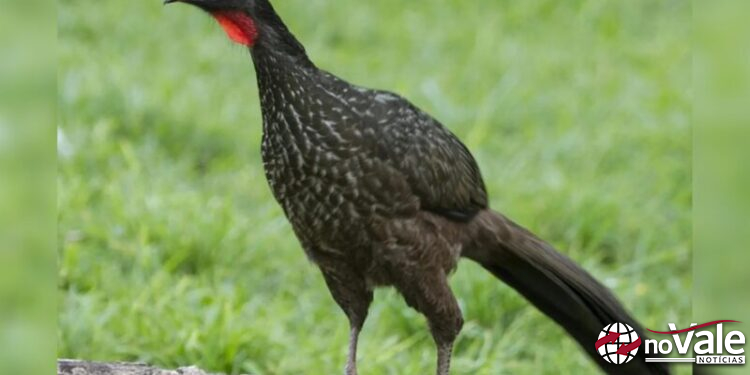 Café raro extraído das fezes do jacu ultrapassa os R$ 30 mil por saca