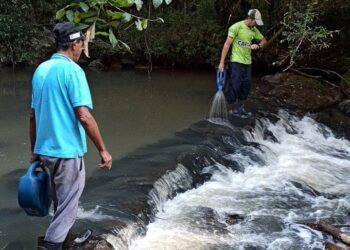 Programa de controle de borrachudos é executado em Capinzal