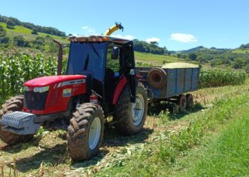 Colheita de milho para a silagem é intensificada nas propriedades rurais de Ouro