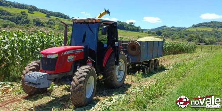 Colheita de milho para a silagem é intensificada nas propriedades rurais de Ouro