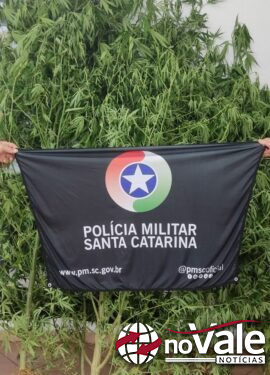 Polícia Militar apreende pés de maconha em propriedade rural de Concórdia