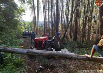 Idoso morre após ser atingido por queda de árvore em Ibiam