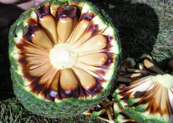 Colheita do pinhão estará liberada a partir de 1º de abril em SC