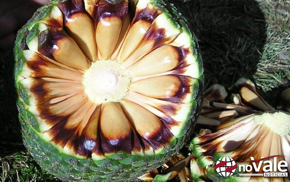 Colheita do pinhão estará liberada a partir de 1º de abril em SC