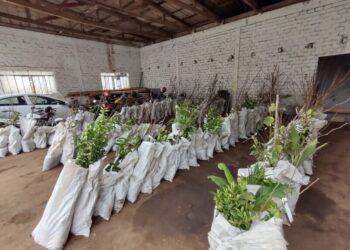 Secretaria da Agricultura organiza nova compra coletiva de mudas frutíferas e ornamentais