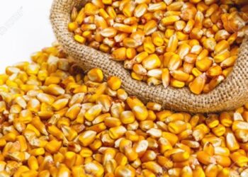 Epagri de Capinzal disponibiliza programas troca-troca de calcário e sementes de milho agricultores