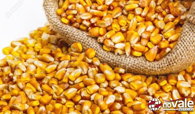 Epagri de Capinzal disponibiliza programas troca-troca de calcário e sementes de milho agricultores