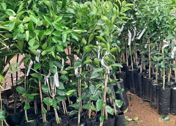 Prossegue campanha de mudas frutíferas e ornamentais da secretaria da agricultura de Zortéa