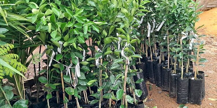 Prossegue campanha de mudas frutíferas e ornamentais da secretaria da agricultura de Zortéa
