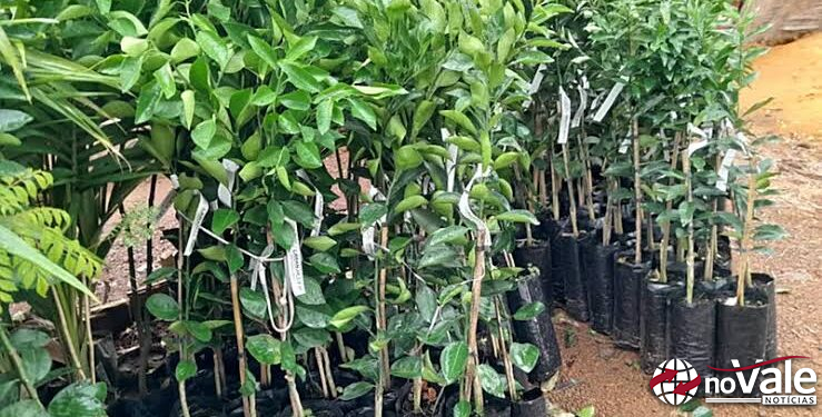 Reservas de mudas frutíferas e ornamentais vão até 30 de junho, em Zortéa