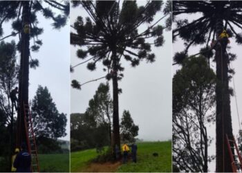 Homem fica preso em araucária enquanto colhia pinhão em Ponte Serrada
