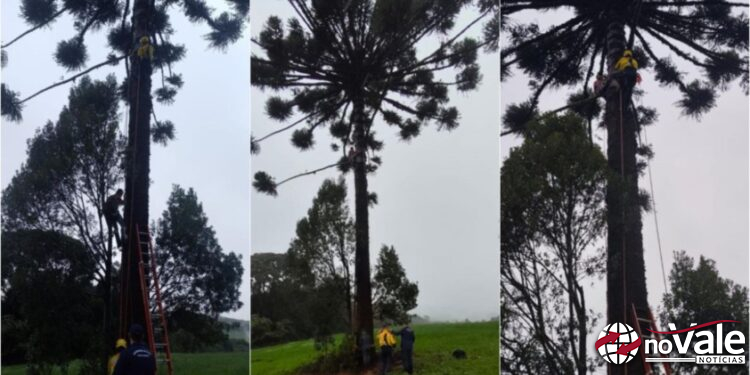 Homem fica preso em araucária enquanto colhia pinhão em Ponte Serrada