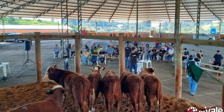 Sindicato Rural de Capinzal promove nesta quinta o 10º Leilão de Gado Geral em Zortéa