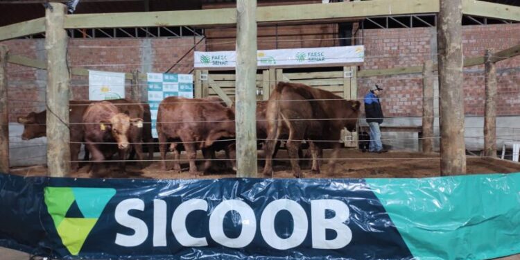 Mais de R$ 1 milhão foram movimentados no 10º Leilão de Gado Geral de Zortéa