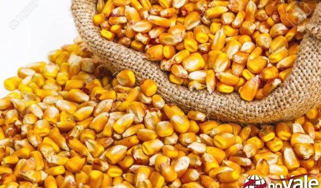 Epagri de Capinzal alerta sobre reta final dos programas troca-troca de sementes e calcário