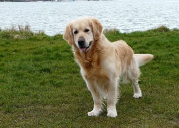 Tatuar e colocar piercing em animais agora é crime em todo o país e pode render até cinco anos de prisão